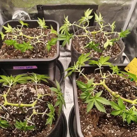 Ripper seeds + Royal Queen Seeds