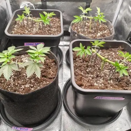 Ripper seeds + Royal Queen Seeds