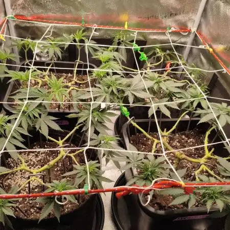Ripper seeds + Royal Queen Seeds