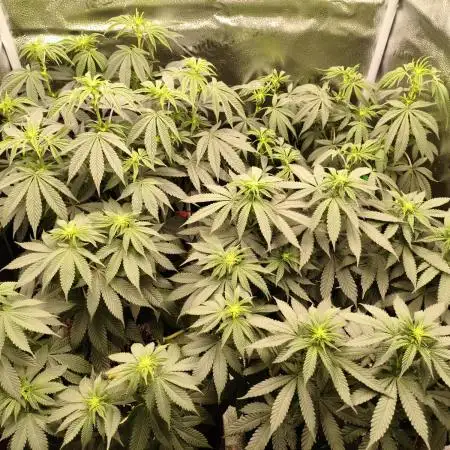 Ripper seeds + Royal Queen Seeds