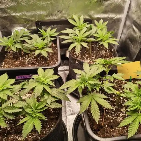 Ripper seeds + Royal Queen Seeds