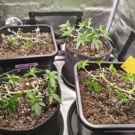 Ripper seeds + Royal Queen Seeds