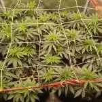 Ripper seeds + Royal Queen Seeds