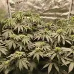Ripper seeds + Royal Queen Seeds