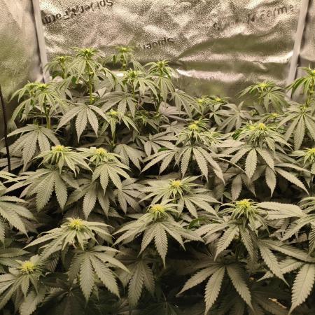 Ripper seeds + Royal Queen Seeds