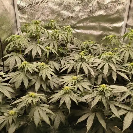 Ripper seeds + Royal Queen Seeds