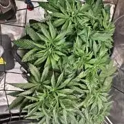 Tropicanna Banana & Runtz Muffin Aero