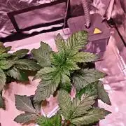 Let's Grow!
