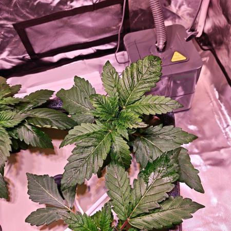 Let's Grow!