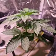 Tropicanna Banana & Runtt Muffin Aero