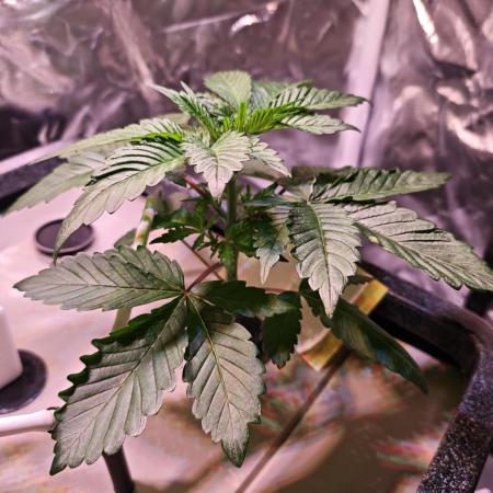 Tropicanna Banana & Runtt Muffin Aero