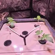 Let's Grow!