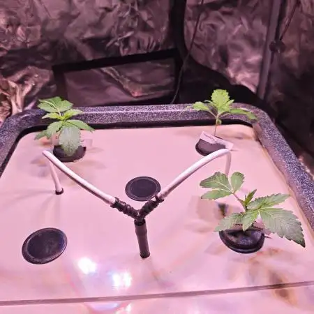 Let's Grow!