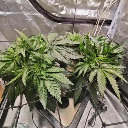 Tropicanna Banana & Runtt Muffin Aero