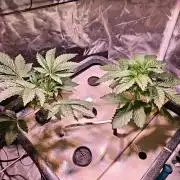 Tropicanna Banana & Runtt Muffin Aero