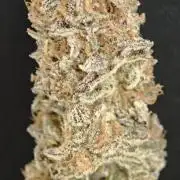Tropicanna Banana & Runtz Muffin Aero