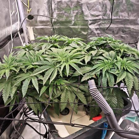 Tropicanna Banana & Runtz Muffin Aero