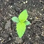 Frostbanger Auto from FastBuds