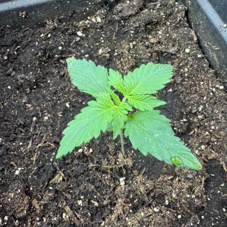 Z-Up Auto from FastBuds