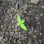 Papaya Cookies Auto from FastBuds
