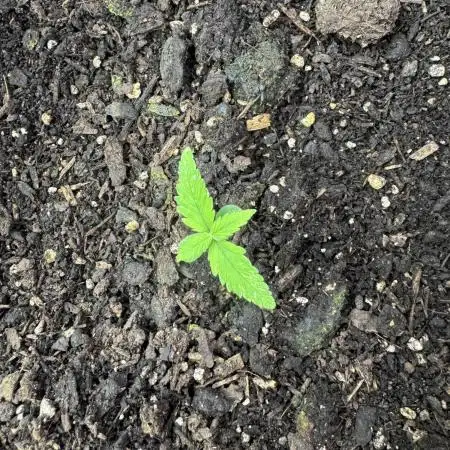 Papaya Cookies Auto from FastBuds