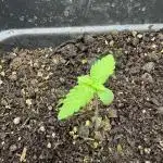 Tropicana Cookies Auto from FastBuds