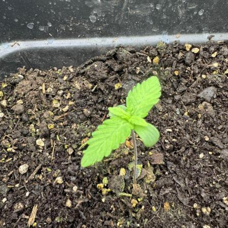 Tropicana Cookies Auto from FastBuds