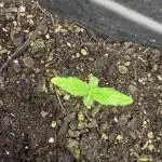 Gorilla Zkittlez Auto frol FastBuds