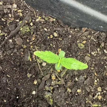 Gorilla Zkittlez Auto frol FastBuds