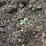 Guava Auto from FastBuds