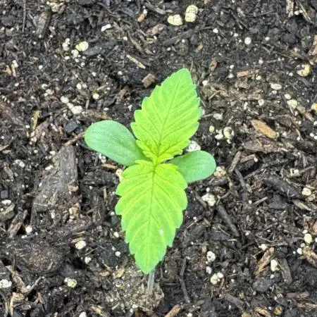 Z-Up Auto from FastBuds