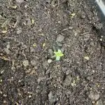Apricot Auto from FastBuds