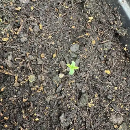 Apricot Auto from FastBuds