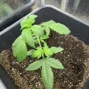 Banana Purple Punch Auto from FastBuds