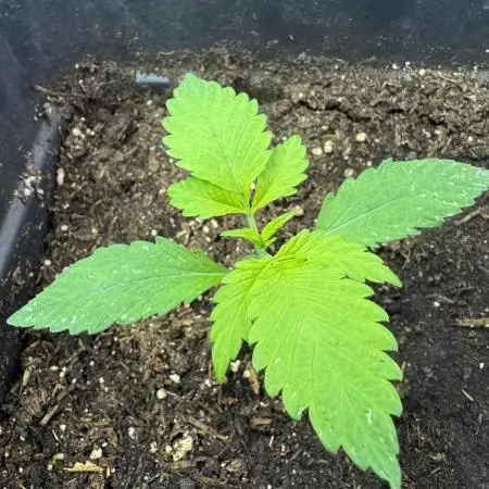 Frostbanger Auto from FastBuds