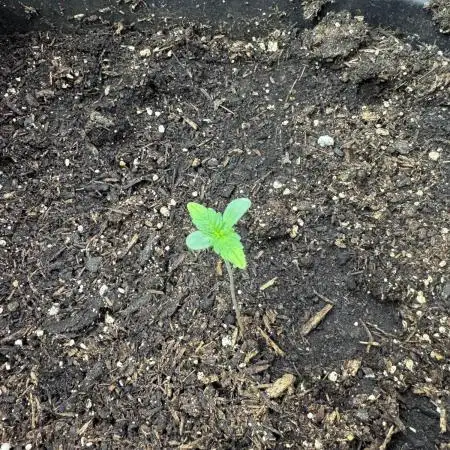 Z-Up Auto from FastBuds