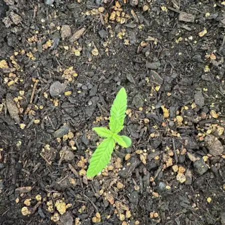 Apple Strudel Auto from FastBuds
