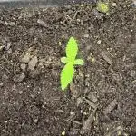 Apricot Auto from FastBuds