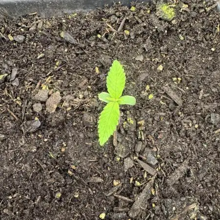 Apricot Auto from FastBuds