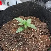 Mimosa Auto Flower