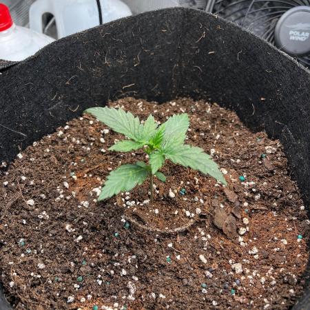 Mimosa Auto Flower