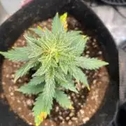Mimosa Auto Flower