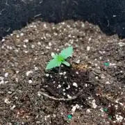 Mimosa Auto Flower