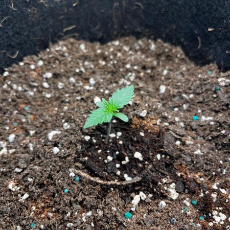 Mimosa Auto Flower