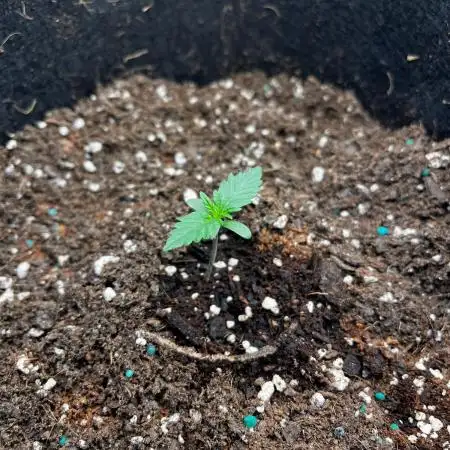 Mimosa Auto Flower