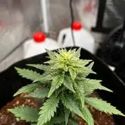 Mimosa Auto Flower