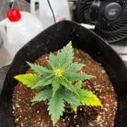 Mimosa Auto Flower