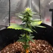 Mimosa Auto Flower
