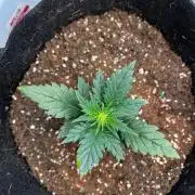 Mimosa Auto Flower