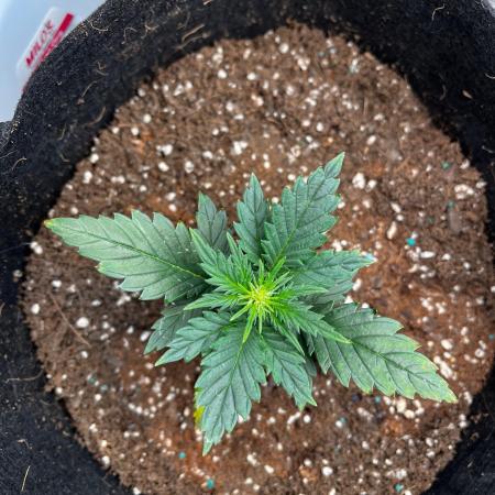 Mimosa Auto Flower